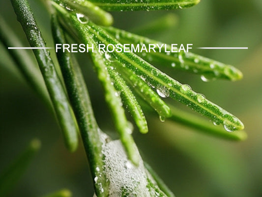 The Science of Rosemary Oil: Why Your Scalp Deserves a Nature-Powered Boost